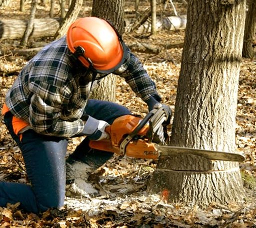 Tree Removal in Pitkin, LA